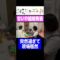 めちゃくちゃ急に結婚報告するせいや #イニミニ切り抜き #shorts