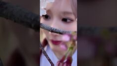 🌸🌸🌸　#桜 #花見　チャンネル登録してね💖