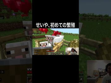 せいや、初めての繁殖 #イニミニ切り抜き #shorts  #マイクラ